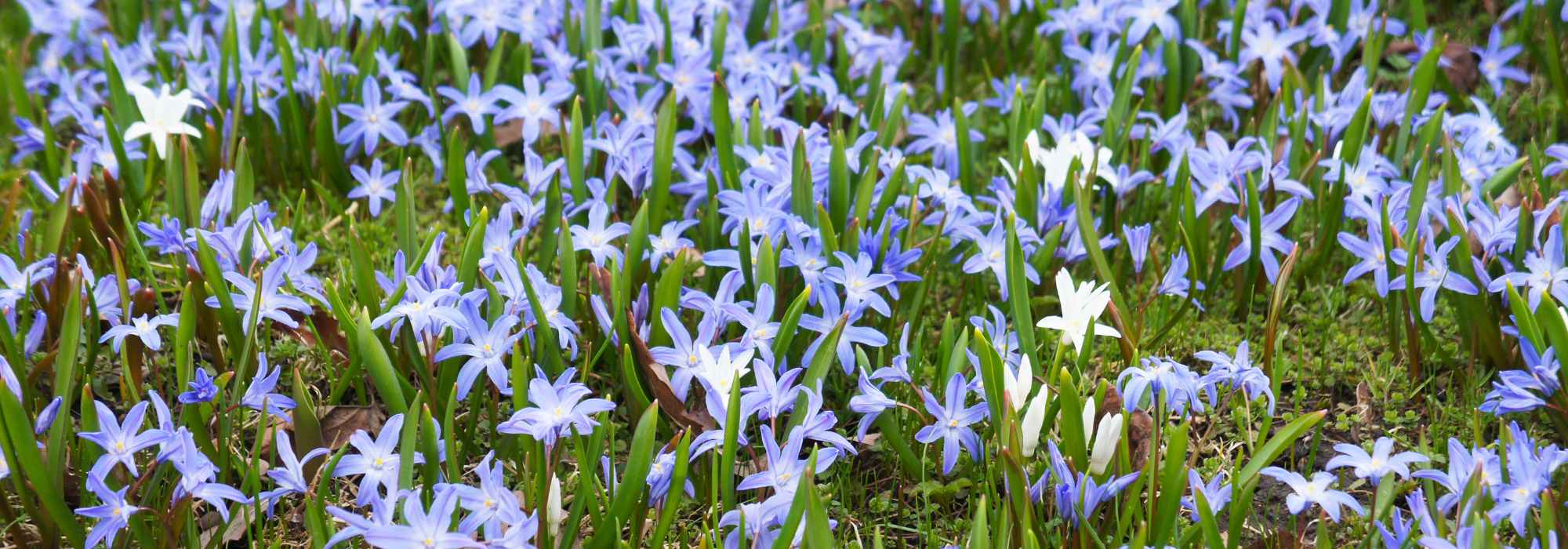 Conseils jardinage. Fleurs à bulbe longue durée : le retour à l