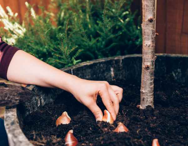 Comment rater la plantation de ses bulbes en 5 leçons ?