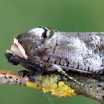 Insecte ravageur au jardin : le Cossus gâte-bois