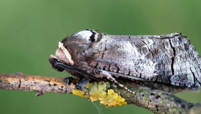 Cossus gâte-bois : un insecte parasite des arbres méconnu