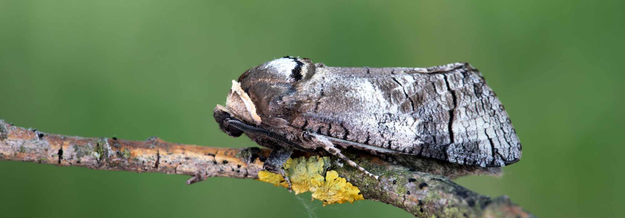 Insecte ravageur au jardin : le Cossus gâte-bois