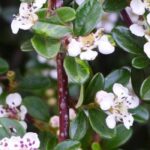 Cotoneaster : les meilleures variétés pour végétaliser un talus