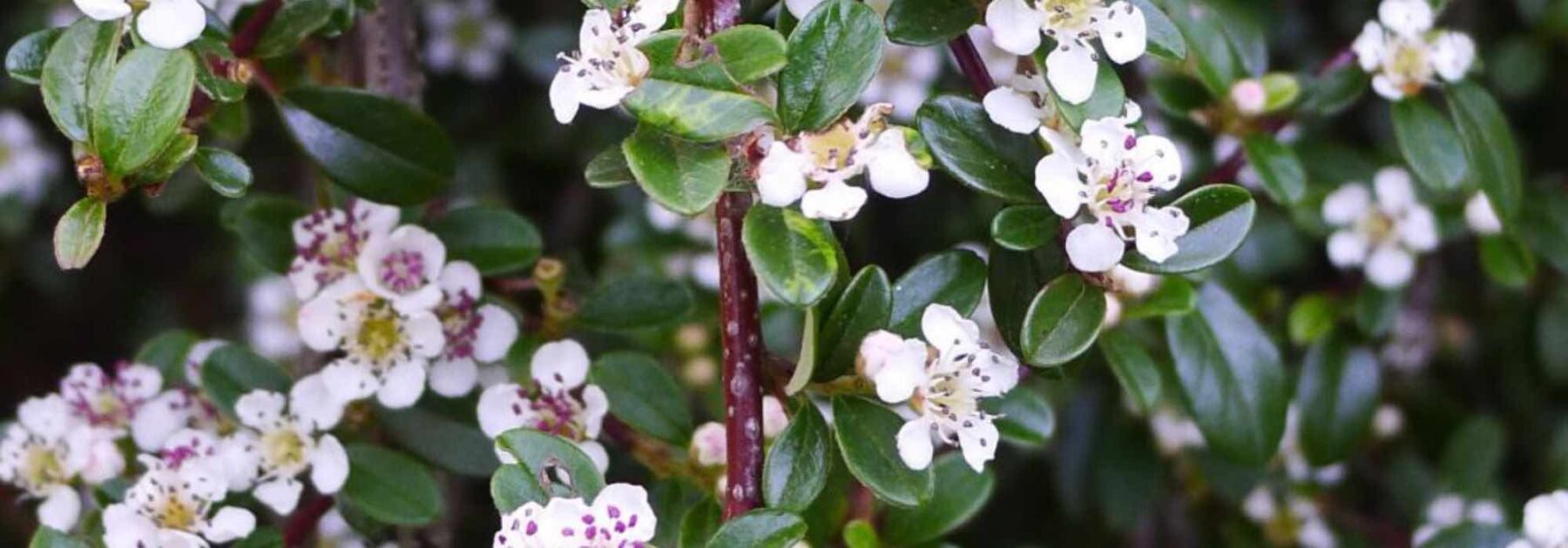 Cotoneaster : les meilleures variétés pour végétaliser un talus