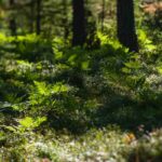 Sublimez votre jardin avec un sous-bois naturel et élégant