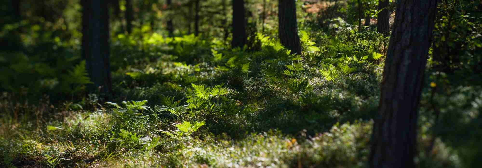 Sublimez votre jardin avec un sous-bois naturel et élégant