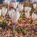 Les meilleures variétés de crocus à fleurs blanches pour votre jardin