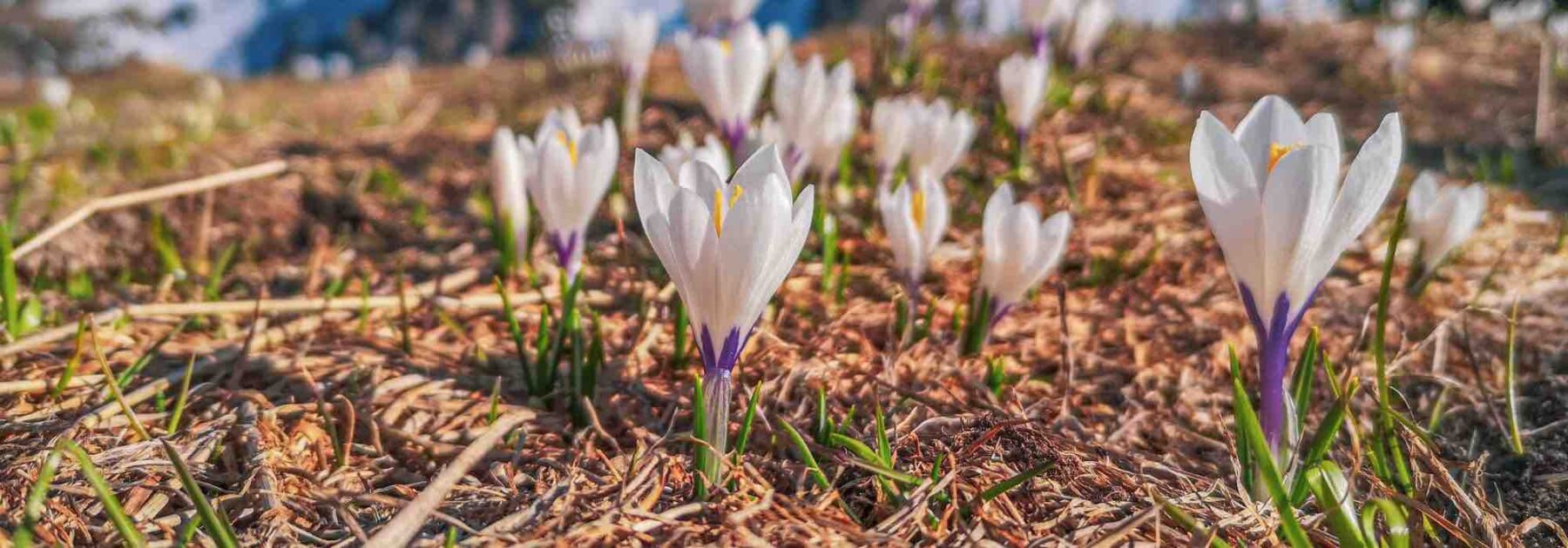 Les meilleures variétés de crocus à fleurs blanches pour votre jardin