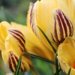 Crocus à fleurs jaunes : les meilleures variétés