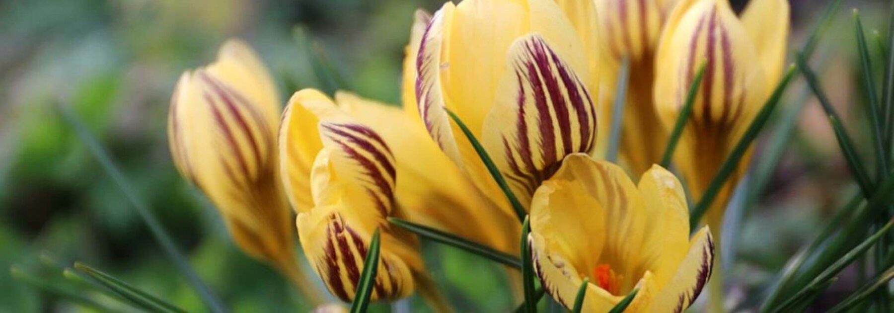 Crocus à fleurs jaunes : les meilleures variétés