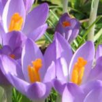 Top 5 des variétés de crocus à fleurs mauves pour un jardin coloré