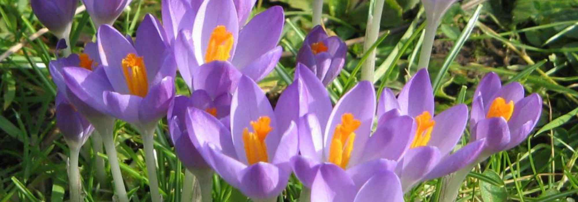 Top 5 des variétés de crocus à fleurs mauves pour un jardin coloré