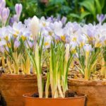 Cultiver les Crocus en pot