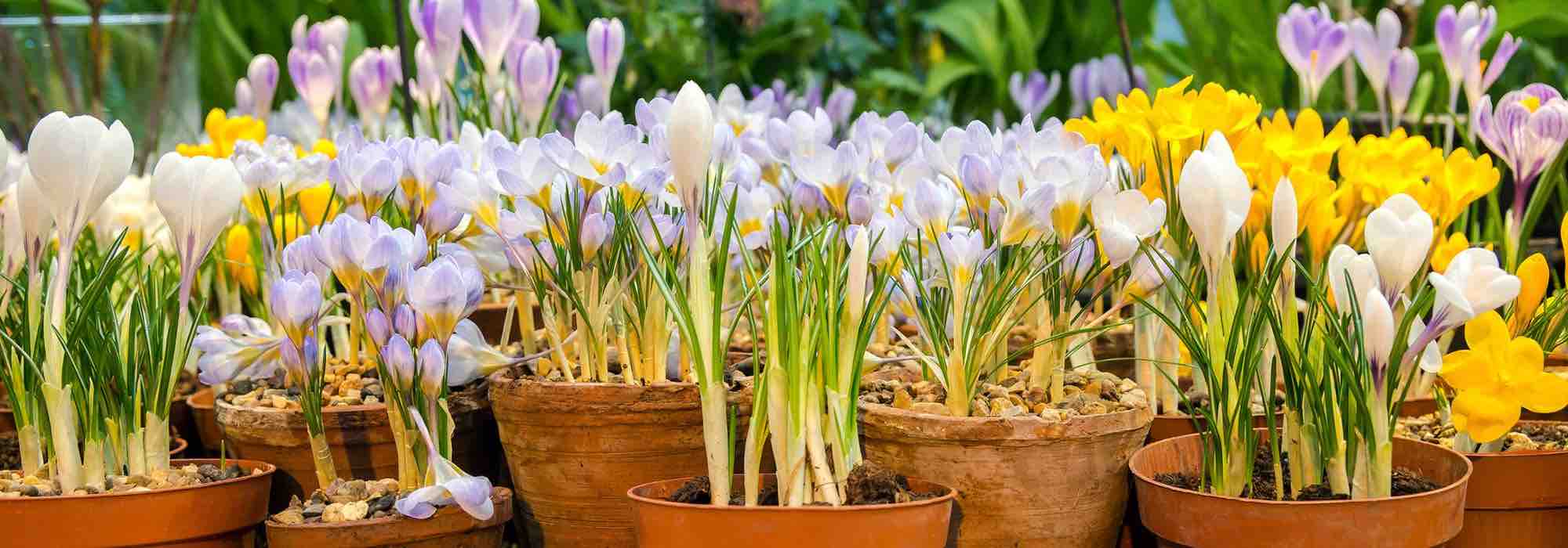 Cultiver les Crocus en pot