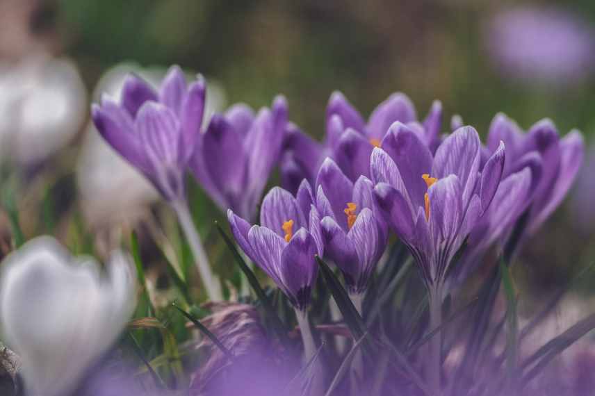 fleur bulbe floraison precoce en hiver