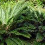 Maladies et parasites du Cycas ou Sagou du Japon