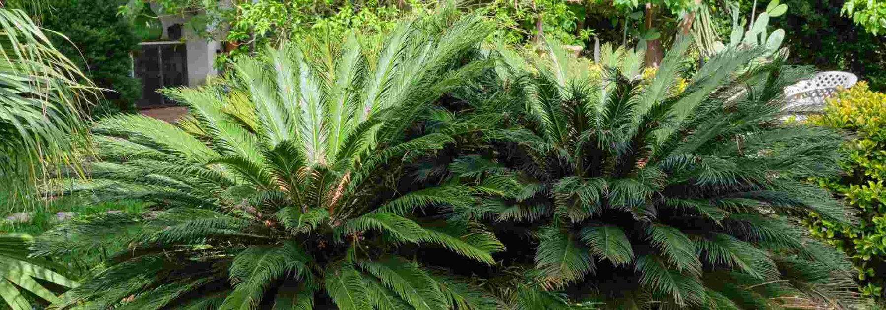 Maladies et parasites du Cycas ou Sagou du Japon