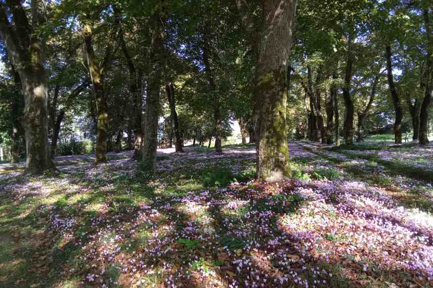 La plantation en masse des bulbes - Blog Promesse de fleurs