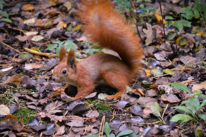 Sciurus vulgaris