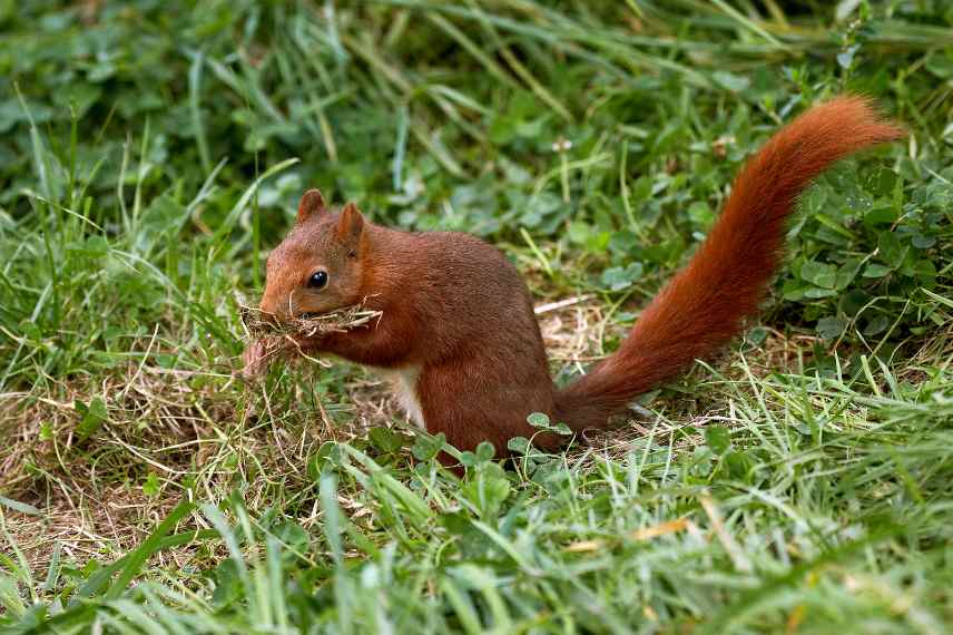 Sciurus vulgaris