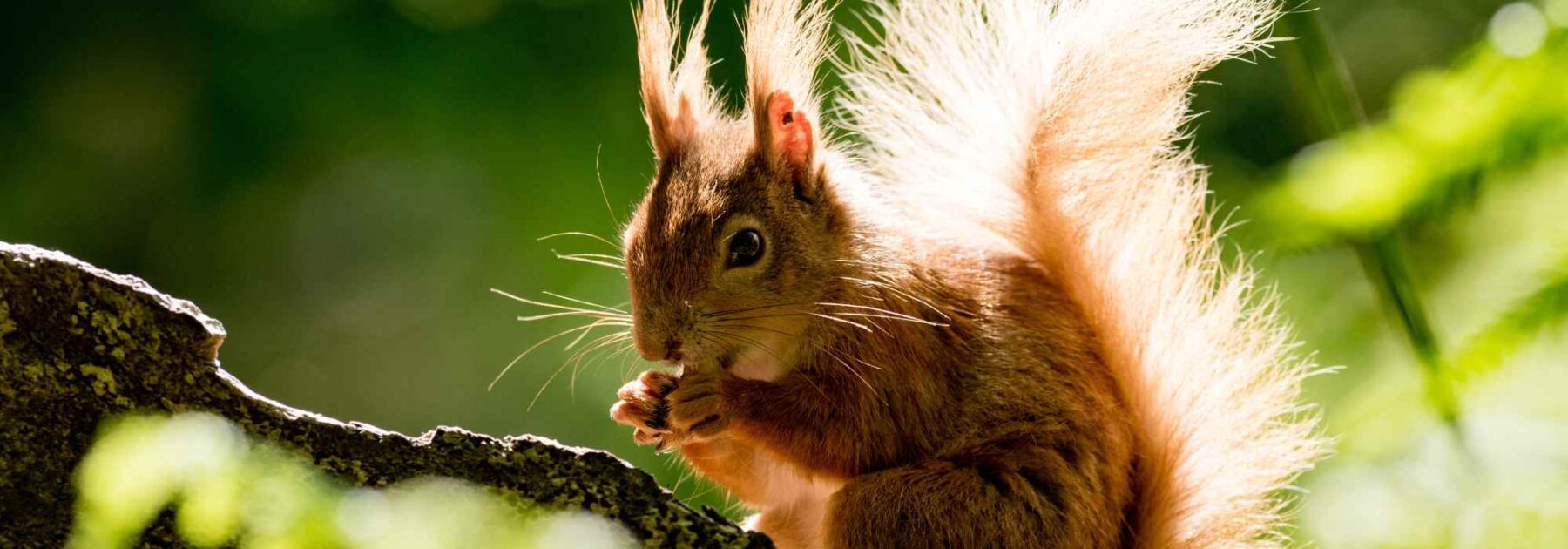 L'Écureuil roux, ce sympathique visiteur du jardin - Blog Promesse