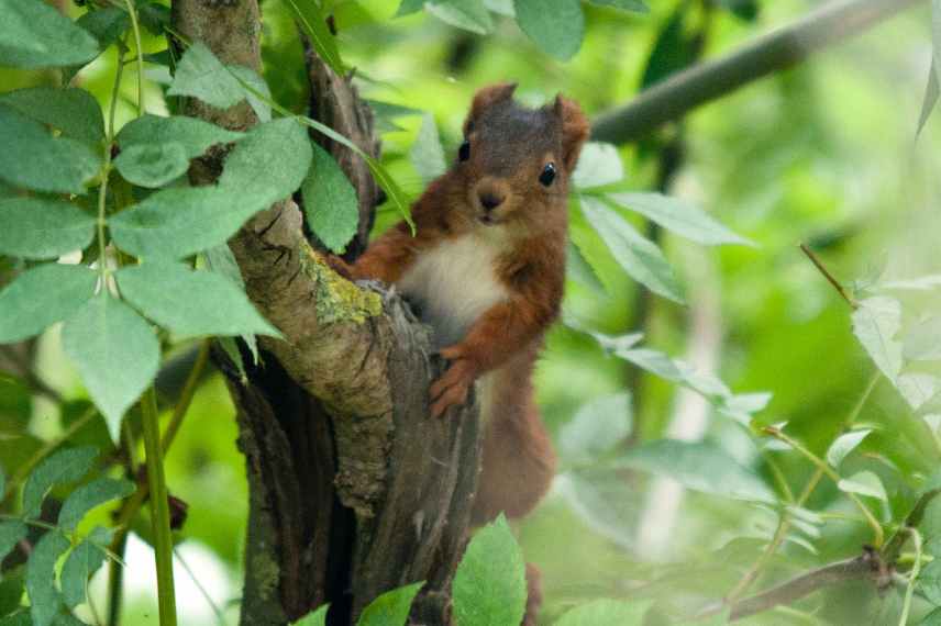 Sciurus vulgaris, ecureuil jardin