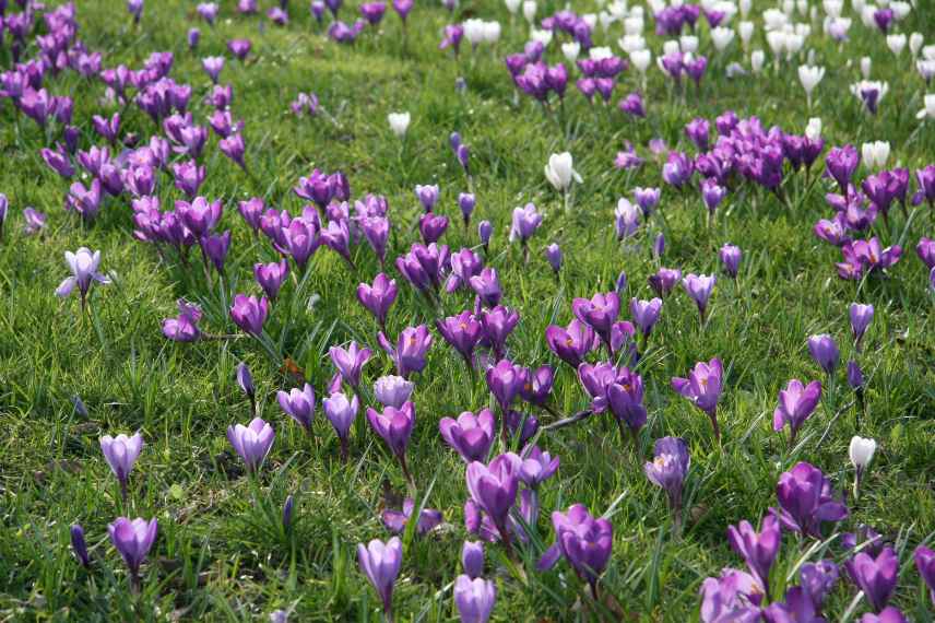 planter des bulbes en masse