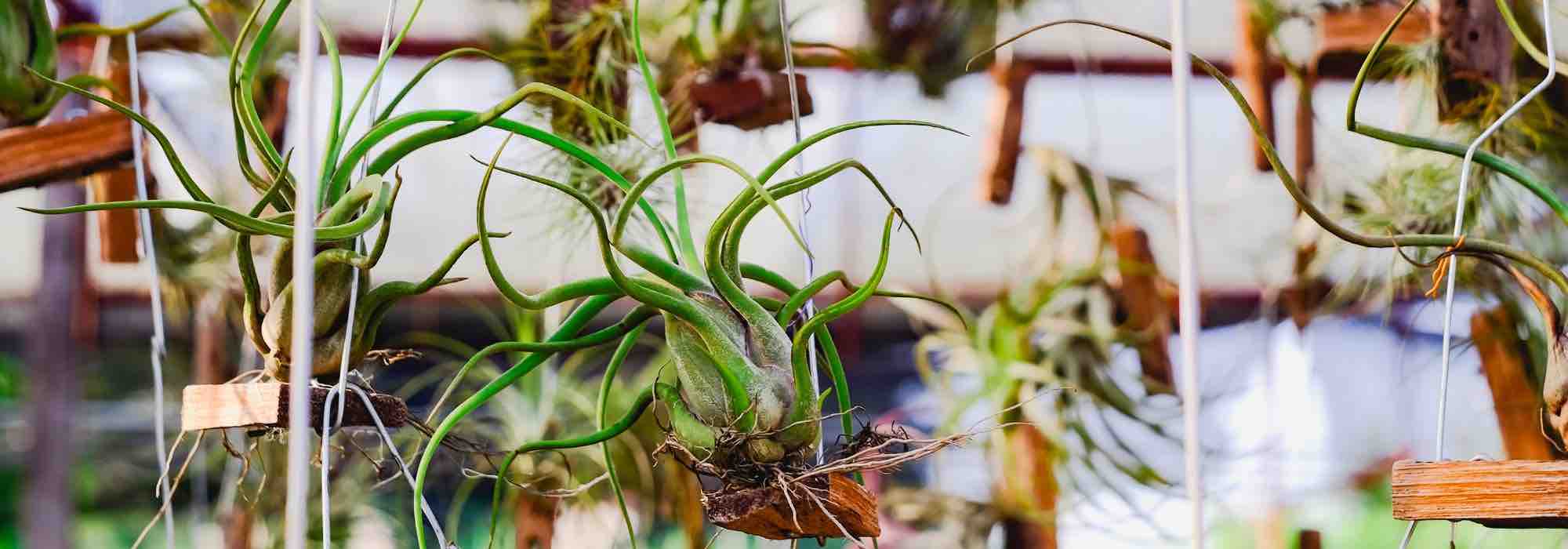 plantes sans terre –tillandsia-centre-table-bois-plantes-aériennes