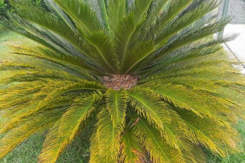 Sitemapcdatahttpsshopinf Inetcomentretien Cycas Maladie Feuilles Jaunissent