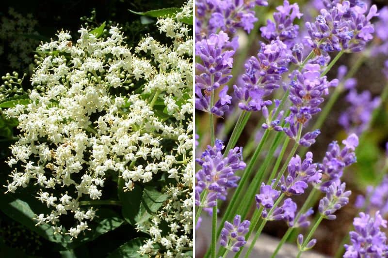 Plantes pour soigner le rhume : fleurs de sureau et de lavande