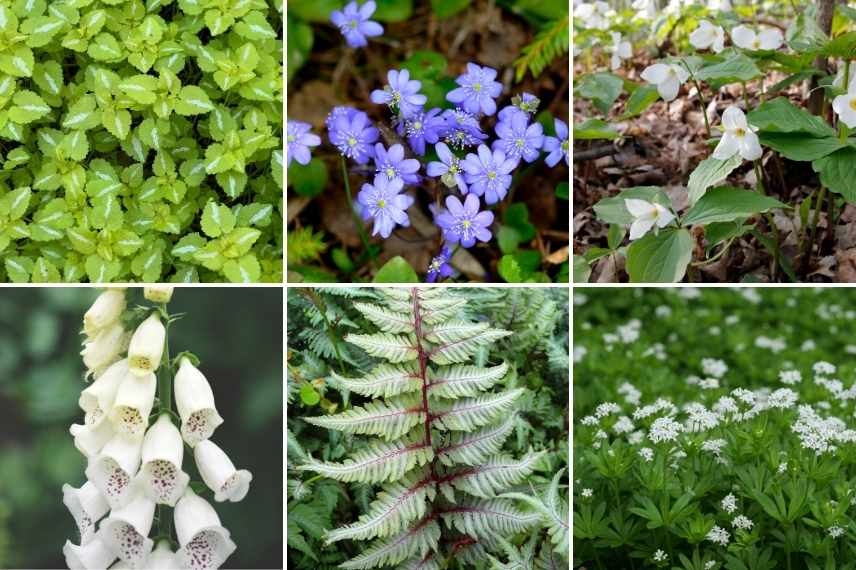 quelles fleurs pour un sous bois