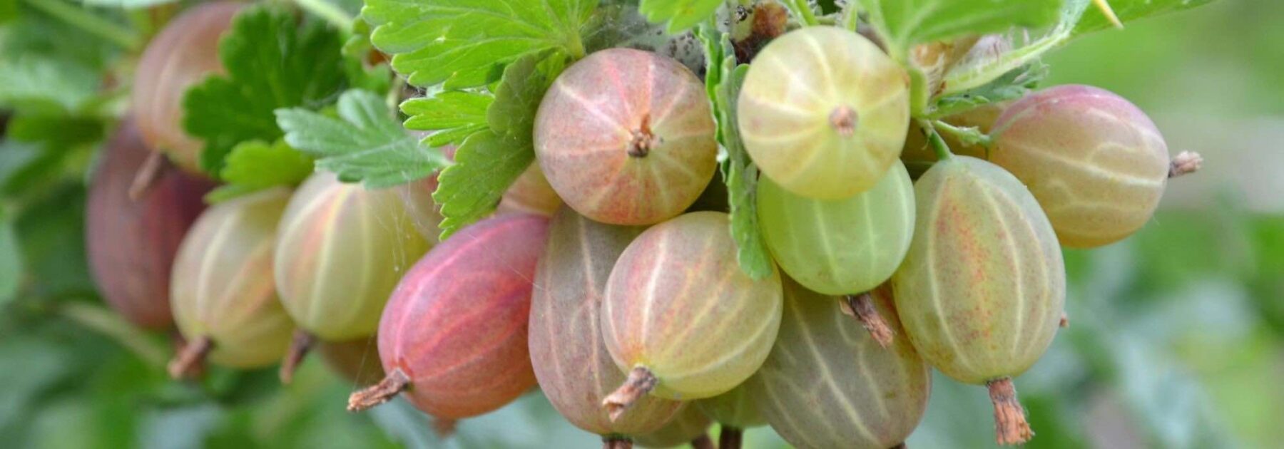 Petits fruitiers en racines nues : des plantes moins chères et une récolte rapide