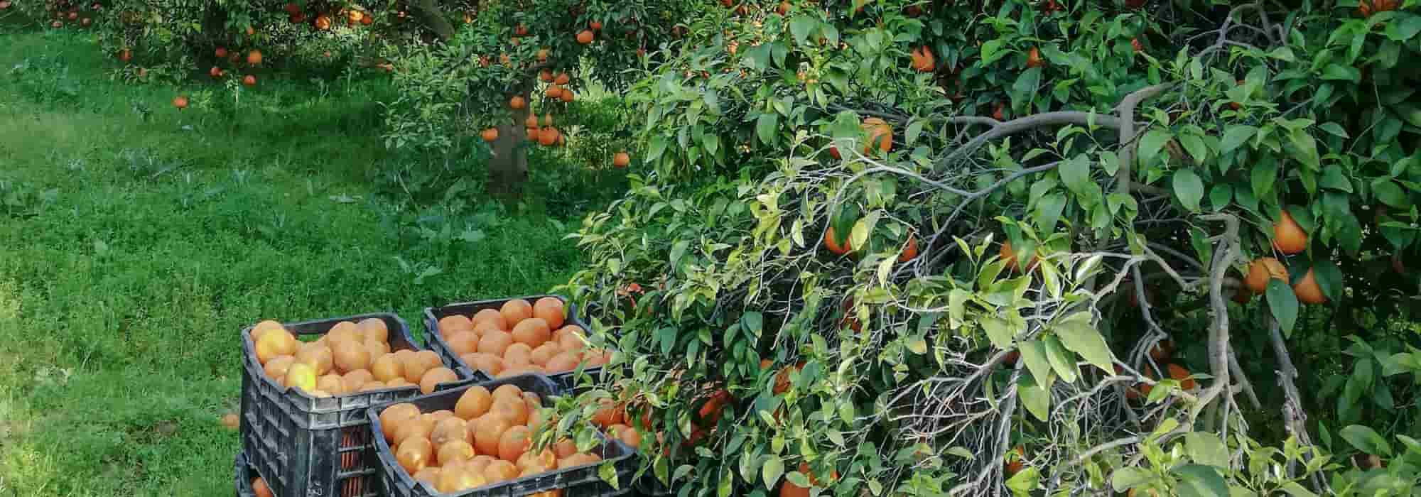 11 fruitiers très résistants au froid hivernal