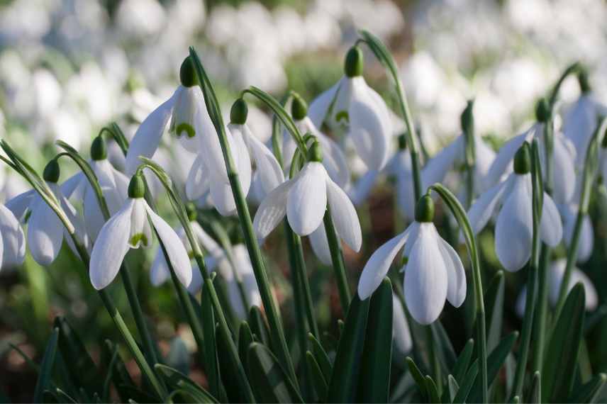 bulbe fleur la plus precoce au jardin