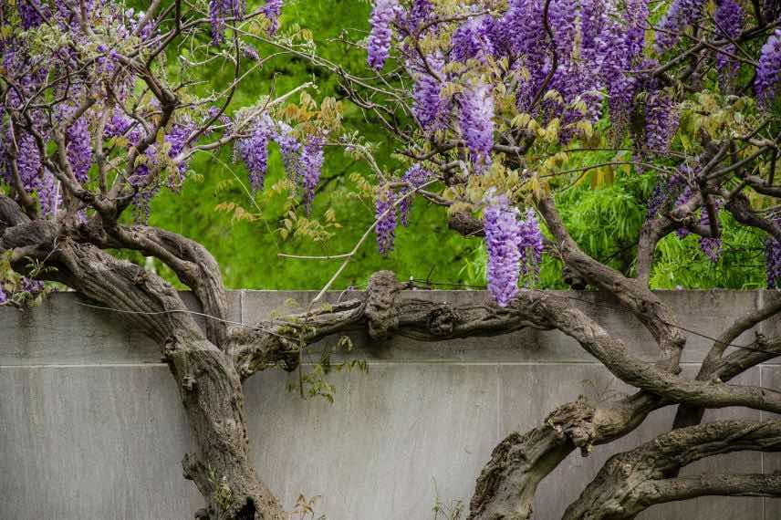 wisteria