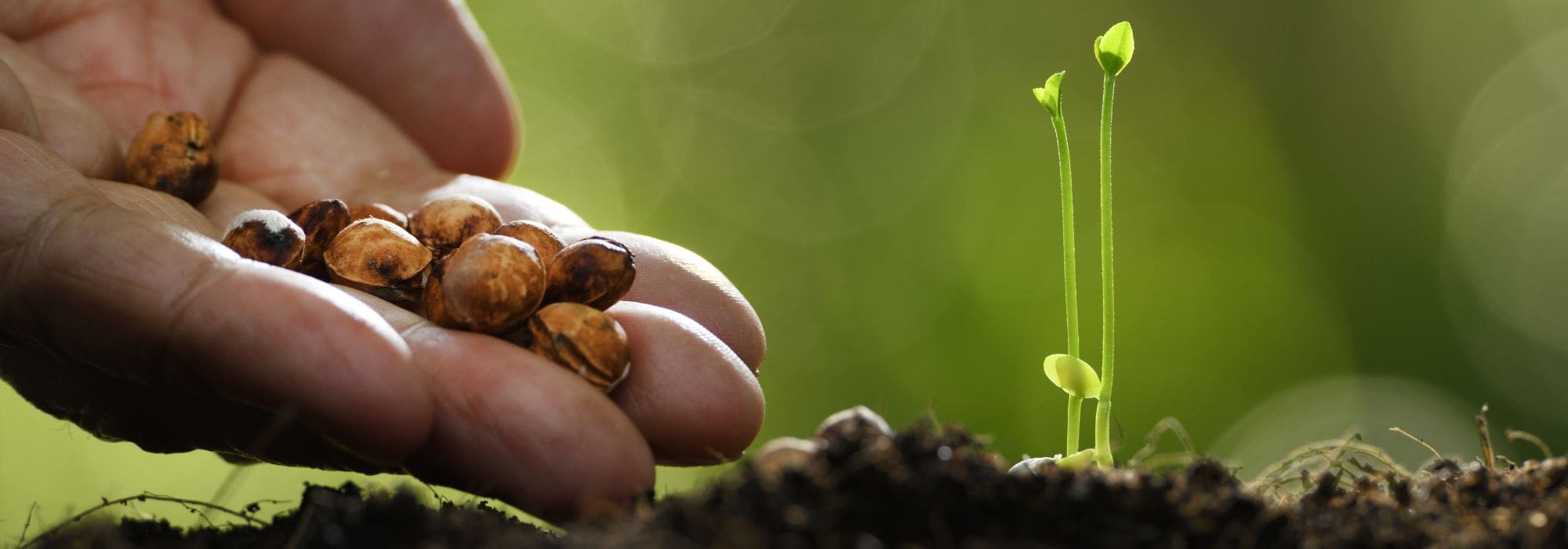 Potager : pourquoi et comment choisir des semences adaptées au changement climatique ?