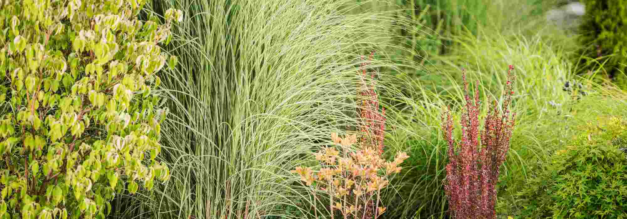 Créez de l'intimité dans votre jardin avec les graminées