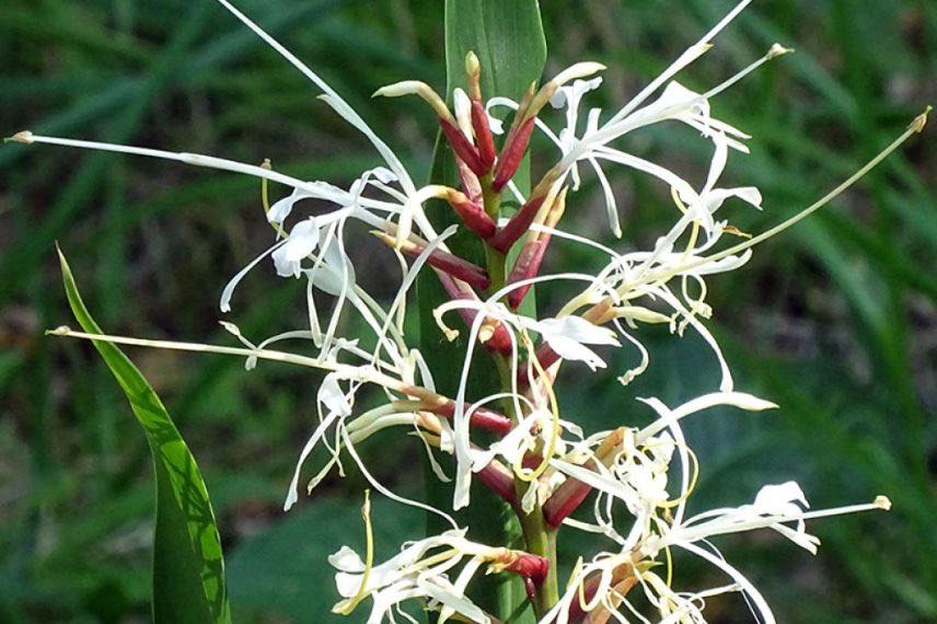 hedychium