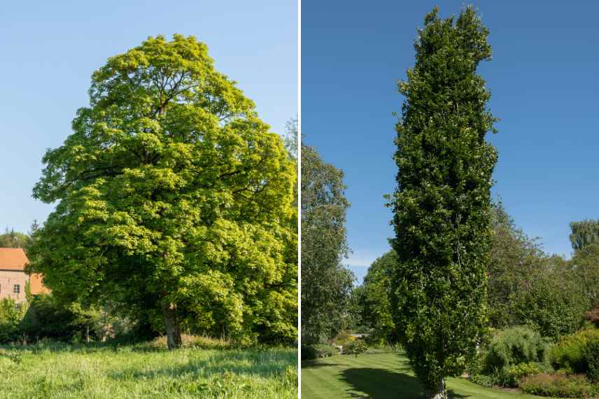 comment choisir un hetre fagus