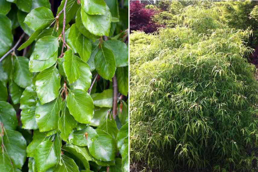 hetre feuilles originales, fagus feuillage insolite