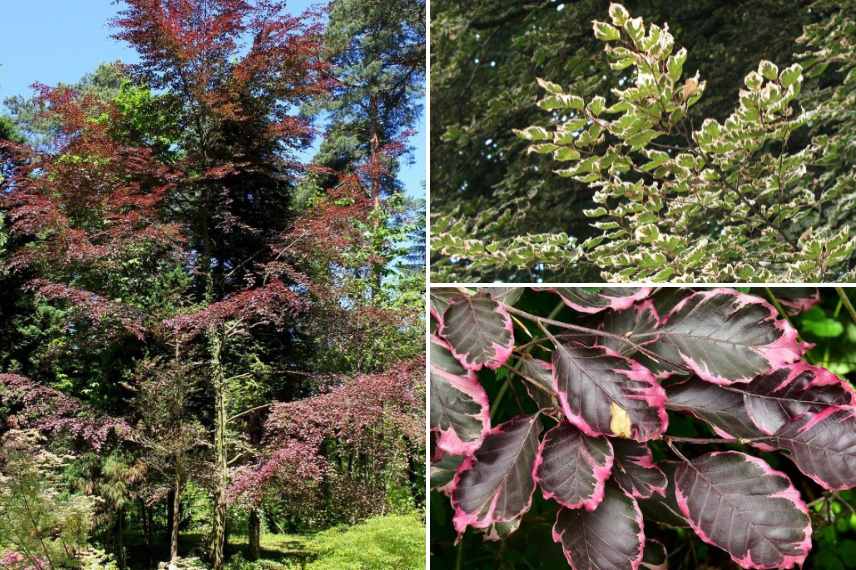 hetre tricolor, fagus tricolor, hetre a trois couleurs