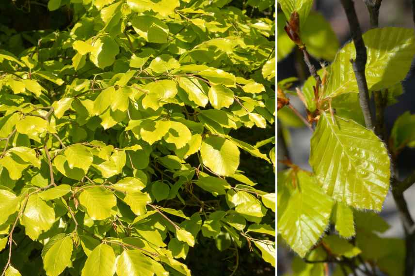 hetre fagus dore jaune clair