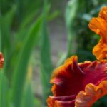Inspiration miel et orange brûlée pour un jardin vibrant et envoûtant