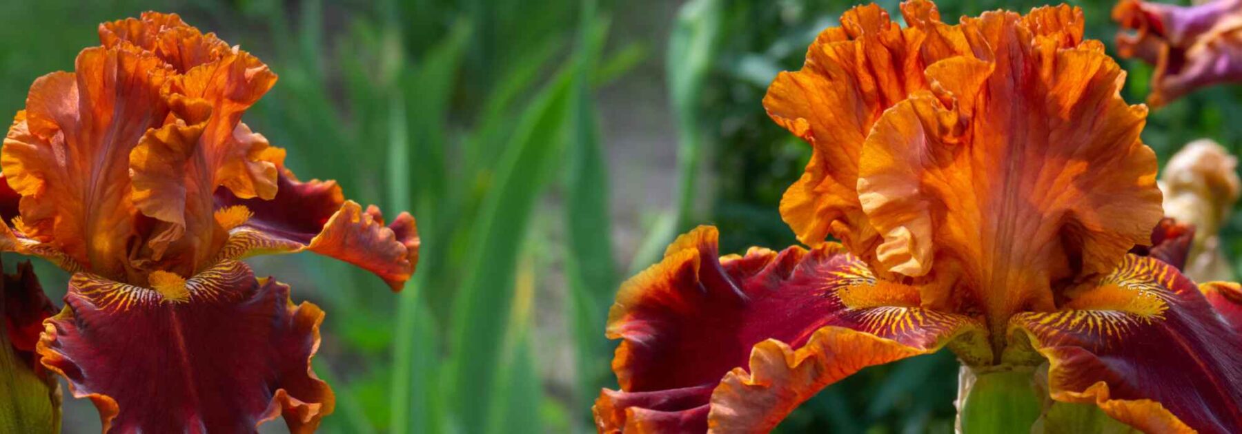 Inspiration miel et orange brûlée pour un jardin vibrant et envoûtant