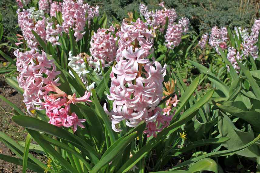 jacinthe precoce, jacinthe fleurissant fin hiver, jacinthe floraison mars