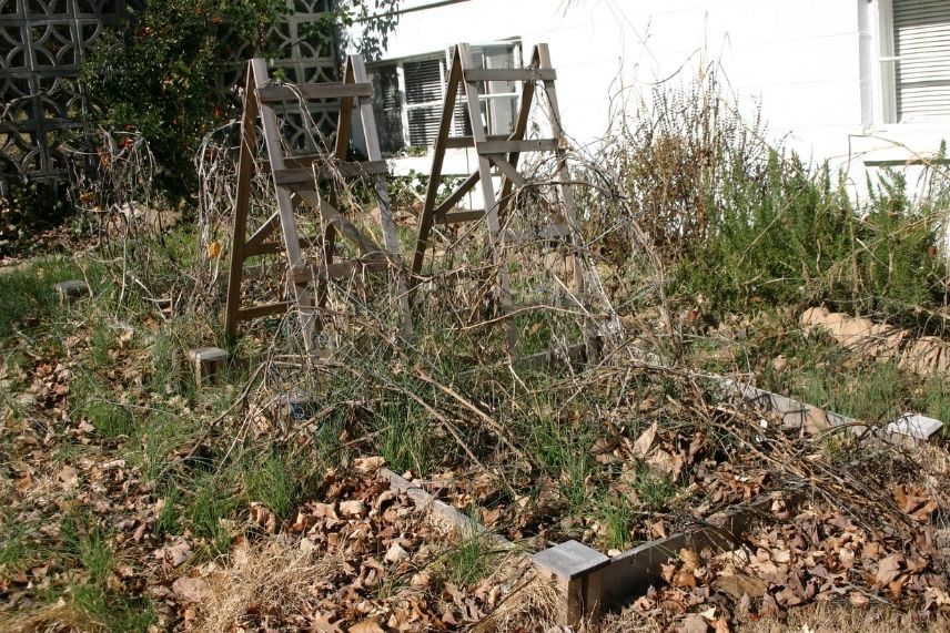 jardin du voisin non entretenu 