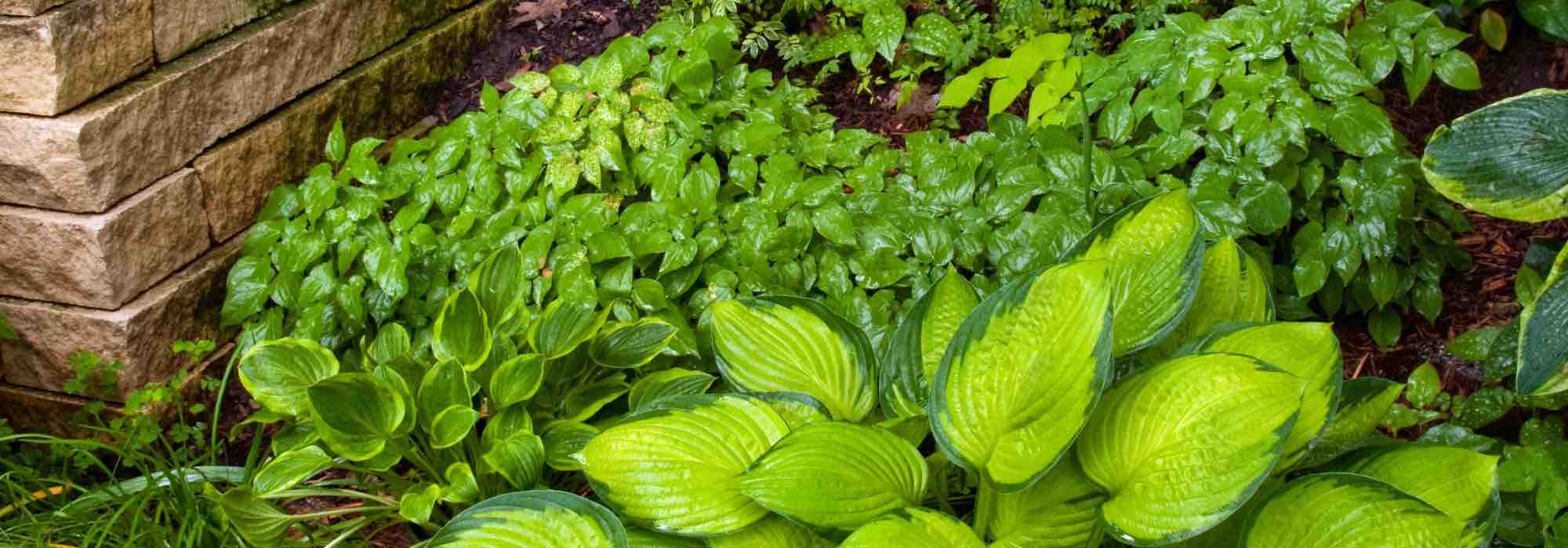 Aménager un jardin exposé au nord