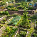 Les jardins partagés : des potagers économiques et solidaires