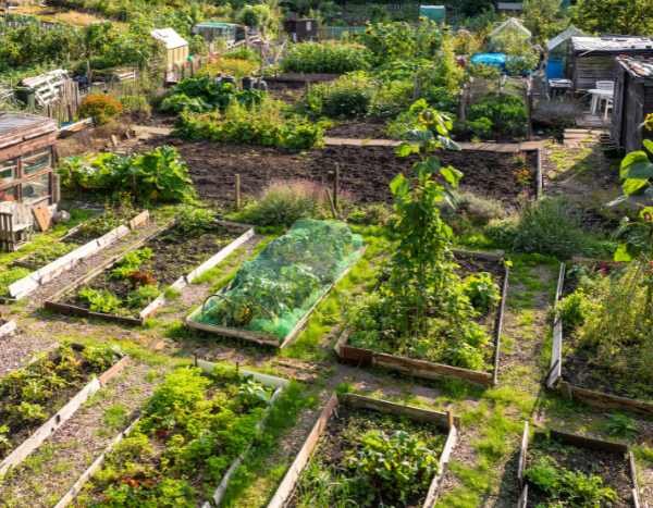 Les jardins partagés : des potagers économiques et solidaires