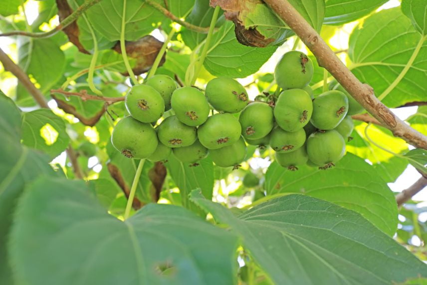 fruitiers très rustiques