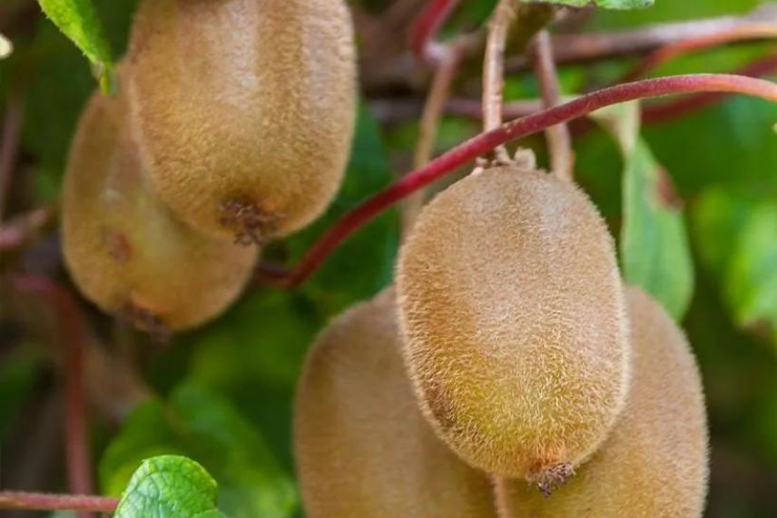 kiwi choix variétés